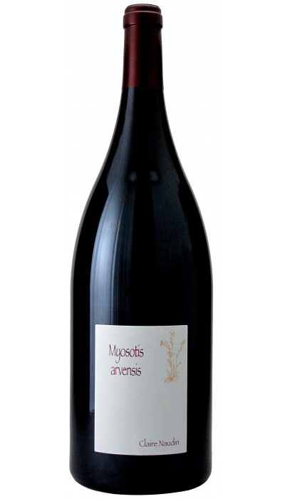 Myosotis Arvensis 2023 Magnum
