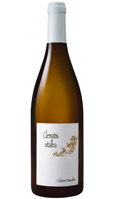 Clematis Vitalba blanc 2020
